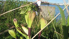 Botaninis draustinis Klaipėdos uoste