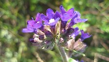 Botaninis draustinis Klaipėdos uoste