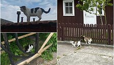 Beglobės katės Nidoje