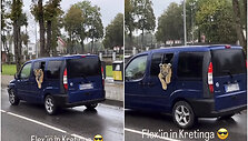 Po Kretingą buvo vežiojami tigrų jaunikliai