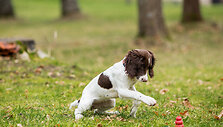 Naujoji pareigūnų kolegė &ndash; spanielė Mėta