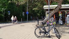Draudimų važiuoti dviračiu paiso ne visi.