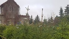 KU Botanikos sode &scaron;eimininkų jau laukia kalėdinės eglutės