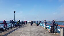 Žvejai ant Palangos tilto &scaron;iuo metu traukia vejažuves