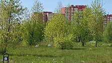 &Scaron;iaurės prospekte Klaipėdoje eismą sutrikdė gulbės