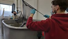 Klaipėdos universiteto Jūros tyrimų instituto Žuvininkystės ir akvakultūros laboratorijos komanda prie&scaron; Velykas i&scaron;augino jau trečiąją krevečių vadą.