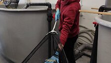 Klaipėdos universiteto Jūros tyrimų instituto Žuvininkystės ir akvakultūros laboratorijos komanda prie&scaron; Velykas i&scaron;augino jau trečiąją krevečių vadą.