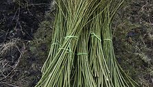 Dovilė Lapinskaitė jau kelerius metus gyvena &Scaron;kotijoje, moterų bendruomenėje.