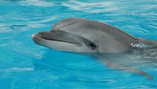 Delfinai