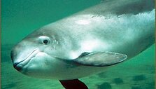 Baltijos delfinas