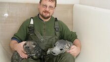 Pasak A.Gru&scaron;o, a&scaron;tuoni &scaron;iemet rasti nugai&scaron;ę ruoniai nėra natūralus rei&scaron;kinys. 