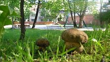 Baravykai i&scaron;dygo Koncertų salės pa&scaron;onėje esančiame parkelyje.