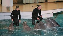 Delfinai gali būti apgyvendinti tik tuose plaukimo baseinuose, kurių gylis siekia bent 2 metrus. Tuo tarpu norint rengti &scaron;ių gyvūnų pasirodymus, baseinai turi būti bent du kartus gilesni.