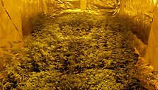 Kanapių plantacija