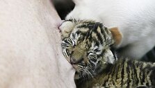 Tailando zoologijos sode