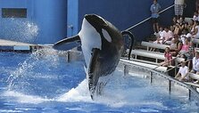 Vandens pramogų parkas &bdquo;SeaWorld&ldquo;