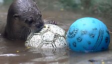 Kolumbijos zoologijos sodas