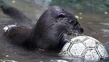 Kolumbijos zoologijos sodas