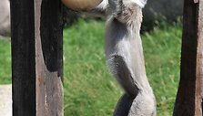 Už&scaron;aldyti vaisiai  zoologijos sodo gyventojams