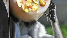 Už&scaron;aldyti vaisiai  zoologijos sodo gyventojams