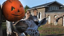 Londono zoologijos sodo gyventojai taip pat &scaron;venčia Heloviną