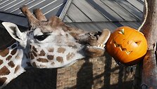 Londono zoologijos sodo gyventojai taip pat &scaron;venčia Heloviną