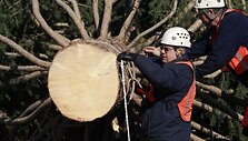 Kalėdinės eglės įkurdinimas ties Va&scaron;ingtono Kongresų rūmais