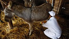 Melžėja