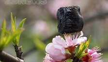 Džendziango universiteto (Kinija) mokslininkai pavie&scaron;ino fotografijas, kuriose lengviausią pasaulyje medžiagą i&scaron;laiko trapūs gėlių žiedų kuokeliai.