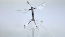 Harvardo mokslininkų sukurtas robotas-bitė &bdquo;RoboBee&ldquo;