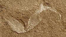 Gondwanascorpio emzantsiensis geluonis