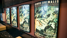 Filmo &bdquo;Animus Animalis&ldquo; premjeros akimirka