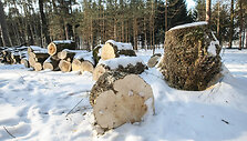 Tvarkomas Vingio parkas