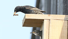 Varnėnas (Sturnus vulgaris)