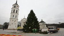 Į Katedros aik&scaron;tę atvežta Kalėdų eglė