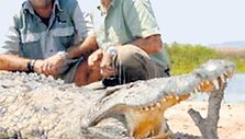 Crocodilas