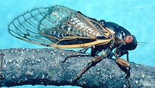 Cicada