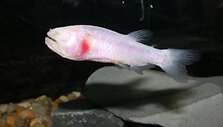 akla zuvis