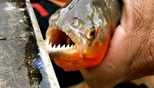 piranha