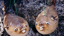 2fugu