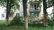 Gerosios Vilties g. 2 ir 4 namų kieme itin barbari&scaron;kai suniokoti trys ka&scaron;tonai &ndash; jiems nulupta žievė.