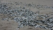 Trečiadienį Smiltynės paplūdimyje rastos nugai&scaron;usios žuvys i&scaron;sibarstė daugiau nei 2 km ilgio ruože. 