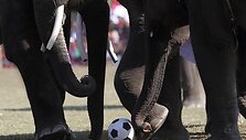 Dramblių futbolo varžybų akimirka