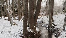 Labanoro regioninis parkas