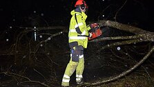 Pjaustomas ant kelio nuvirtęs medis