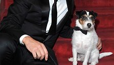 Jeanas Dujardinas ir Uggie