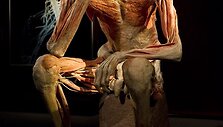 Parodos &bdquo;The Human Body Exhibition&ldquo; eksponatas