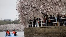 Va&scaron;ingtone pražydusios sakuros 
