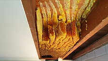 australijoje-namo-lubose-bites-susiuvo-50-kg-medaus-koriu
