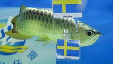 &bdquo;Big Huat&ldquo; prognozuoja pergalę &Scaron;vedijos futbolininkams